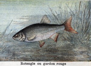 ローテングル（レッドローチ） 1898年の版画 作： Unknown artist