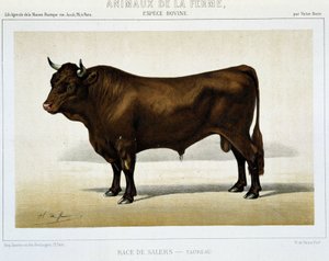サラーズ・ブリード・トーラス - in "Farm Animals" 作： Unknown artist