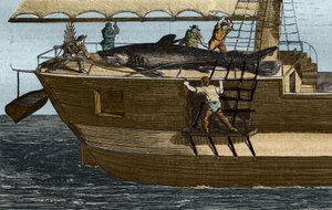 サメ釣り。1859年に出版された "The Museum of Sciences "に掲載されている版画 作： Unknown artist