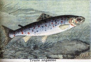 1898年に製作された銀製の鱒の彫刻