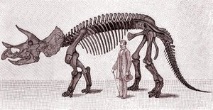 トリケラトプスの骨格標本 作： Unknown artist