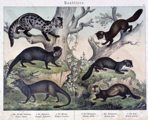 小型カルーア。"Histoires naturelles des mammals", ed.シュライバー 作： Unknown artist