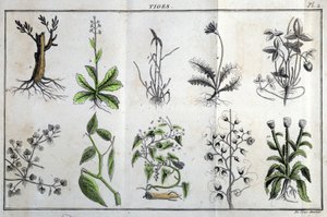 茎：Jの「Flora Françoise、またはフランスに自生するすべての植物の簡単な説明。 作： Unknown artist