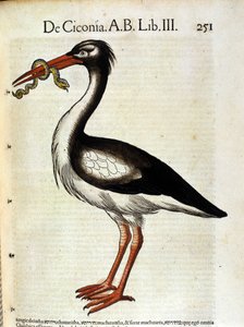 コンラッド・ゲスナーの『Historia Animalium』の後のコウノトリ、ティグリ1560年。Braidense国立図書館。ミラノ