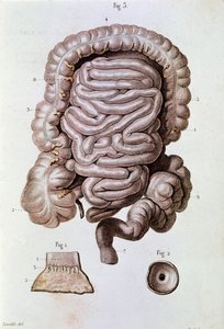 人間の腸（ボウエル）、十二指腸、小腸の研究（エングレービング