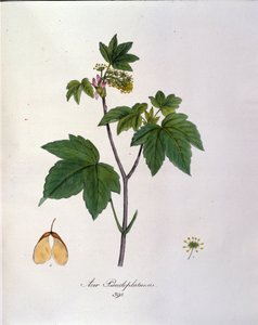 シカモア・メープル・ブランチ。19世紀初頭のハーバリウムの植物板。 作： Unknown artist