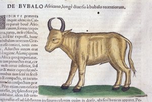 Konrad GesnerのHistoriae animaliumの後のアフリカの水牛、Tiguri 作： Unknown artist
