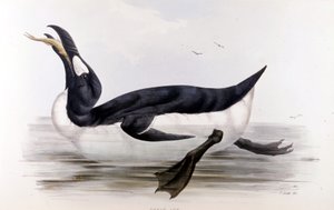 ジャイアントペンギン（Alca Impennis） - ジョン・グールド著『The birds of Europe』（ロンドン）より 作： Unknown artist