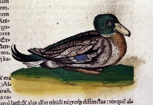 コンラッド・ゲスナー(1516 - 1565)の『動物史』のハール、ティグリ 作： Unknown artist
