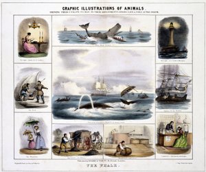 クジラ」1845年頃 作： Unknown artist