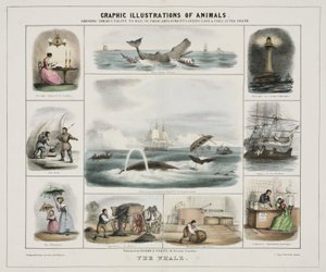クジラ」1845年頃 作： Unknown artist