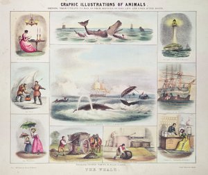 W.ホーキンスがデザインし、トーマス・ヴァーティが彫った「動物のグラフィック・イラストレーション」より "The Whale" (engraving) 作： Unknown artist