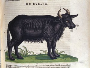 Konrad GesnerのHistoriae animaliumの後の水牛、Tiguri 作： Unknown artist