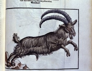 Konrad GesnerのHistoriae animaliumの後のカプリコーン、Tiguri 作： Unknown artist