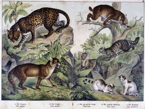 猫たち。ヒョウ、クーガー、オオヤマネコ（左上）、ヤマネコ（右、中）、飼い猫......「Natural histories of mammals（哺乳類の自然史）」の中で。シュライバー 作： Unknown artist