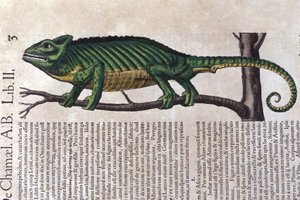 Konrad GesnerのHistoriae animaliumの後のカメレオン、Tiguri 作： Unknown artist
