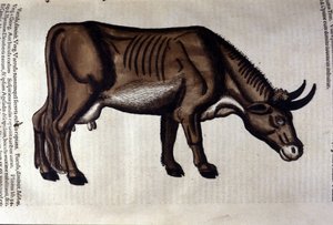 Konrad GesnerのHistoriae animaliumの後の牛、Tiguri