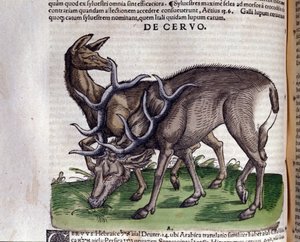 Konrad GesnerのHistoriae animaliumの後の鹿、Tiguri 作： Unknown artist