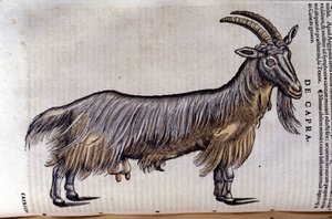 Konrad GesnerのHistoriae animaliumの後のヤギ、Tiguri 作： Unknown artist