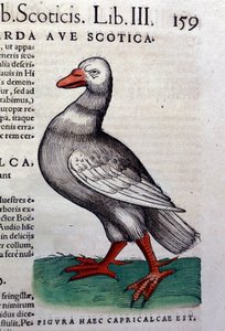Konrad GesnerのHistoriae animaliumの後のガチョウ、Tiguri 作： Unknown artist