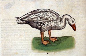 コンラッド・ゲスナーの『Historia Animalium』の後のガチョウ、Tiguri 1560年。Biblioteca nazionale Braidense.ミラノ 作： Unknown artist