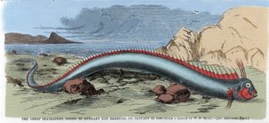1860年1月22日、バミューダのハンガリー湾で発見された大海蛇。イラストは "Harper