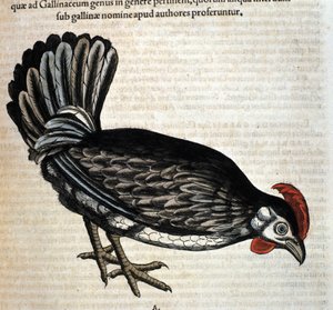コンラッド・ゲスナーの『Historia Animalium』の後の雌鳥、ティグリ1560年。Biblioteca nazionale Braidense.ミラノ 作： Unknown artist