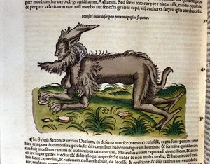 コンラッド・ゲスナーの『Historia Animalium』に登場するマンティコア、ティグリ1560年。Biblioteca nazionale Braidense.ミラノ 作： Unknown artist