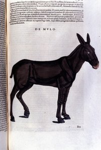Konrad GesnerのHistoriae animaliumの後のボラ、Tiguri 作： Unknown artist