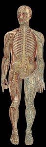 1898年、F.E.ビルツの「新しい自然療法」に掲載された神経系のボード。 作： Unknown artist