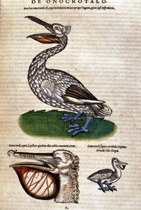 ペリカン（Konrad Gesner著「Historiae animalium」より）、Tiguri 作： Unknown artist
