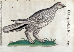 コンラッド・ゲスナー(1516-1565)の『Historia Animalium』に登場する雷鳥(Tiguri)。 作： Unknown artist