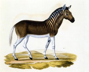 クワッガ（couagga）は、1870年頃に姿を消した動物。馬やシマウマに近い哺乳類で、首筋や頭に縞模様があるのが特徴。19世紀末に描かれた版画。