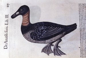 コンラート・ゲスナーのHistoriae animaliumにちなんで、赤首のアヒルがTiguri 作： Unknown artist