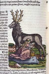 Konrad GesnerのHistoriae animaliumの後のトナカイ貿易、Tiguri 作： Unknown artist