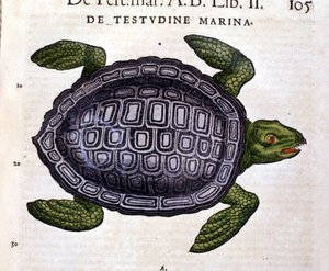 Tiguri 1560年、Conrad GesnerのHistoria Animaliumによると、ウミガメ。 作： Unknown artist