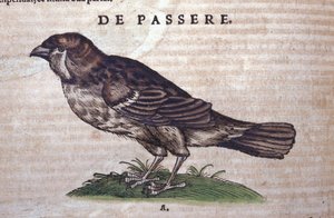 コンラッド・ゲスナー(1516-1565)の『Historia Animalium』に登場するスズメ、Tiguri