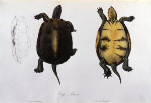 ボナパルトの "Fauna Italica "にちなんで、マラリアのカメ Emys Lutaria。ミラノ