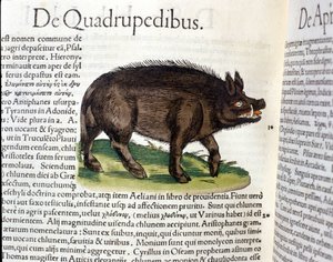 Conrad GesnerのHistoria Animaliumの後のイノシシ、Tiguri 1560年。Biblioteca nazionale Braidense.ミラノ 作： Unknown artist