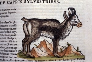 Konrad GesnerのHistoriae animaliumの後の野生のヤギ、Tiguri 作： Unknown artist