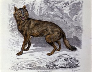 オオカミ。博物学者ビュフォン伯爵ジョルジュ・ルイ・ルクレール（1707-1788）の「ビュフォンの著作」の自然史編からの抜粋。19世紀 作： Unknown artist