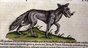 コンラッド・ゲスナーの『Historia Animalium』の後のオオカミ、ティグリ1560年。Biblioteca nazionale Braidense.ミラノ 作： Unknown artist