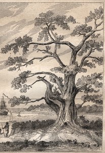 キャプテン・ジェームズ・クック（1728-1779）の第3回航海（1776-1779）：クックが金星の通過を観測した木 - "The Great Mariners of 18th century "から引用したイラスト 作： Unknown artist