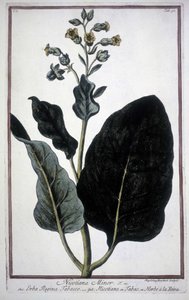 19世紀のハーバリウムに収められたタバコの葉と花（Nicotiana Minor）。 作： Unknown artist