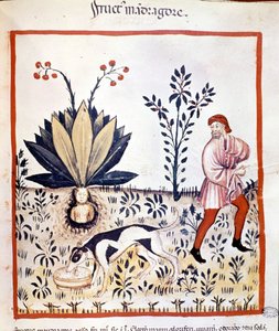 医学書「Tacuinum sanitatis」14世紀。リトリーブ・マンドレーク。ビビロッテカ・ナツィオナーレ・ブライデンセ。ミラノ 作： Unknown artist