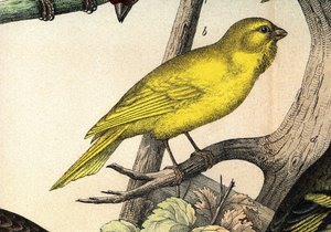 Un Canari - "Histoire naturelle des oiseaux", ed. Hoeopli, Milan 作： Unknown artist