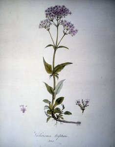 Valeriana mauveまたはValeriana tripteris。19世紀のハーバリウム。 作： Unknown artist