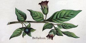毒のある植物性の植物ベラドンナ。フリードリヒ・エドゥアルド・ビルツ（1842-1922）の「自然の薬」に掲載されている図版 作： Unknown artist