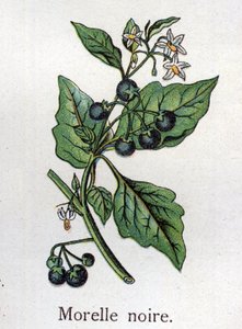 Venenous botanical plants:ブラックナイトシェード。フリードリヒ・エドゥアルド・ビルツ（1842-1922）の『自然の薬』に掲載されている図版