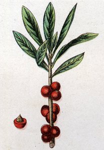 Venenous botanical plants:Daphne Mezereon.フリードリヒ・エドゥアルド・ビルツ（1842-1922）の「自然の薬」に掲載されている図版